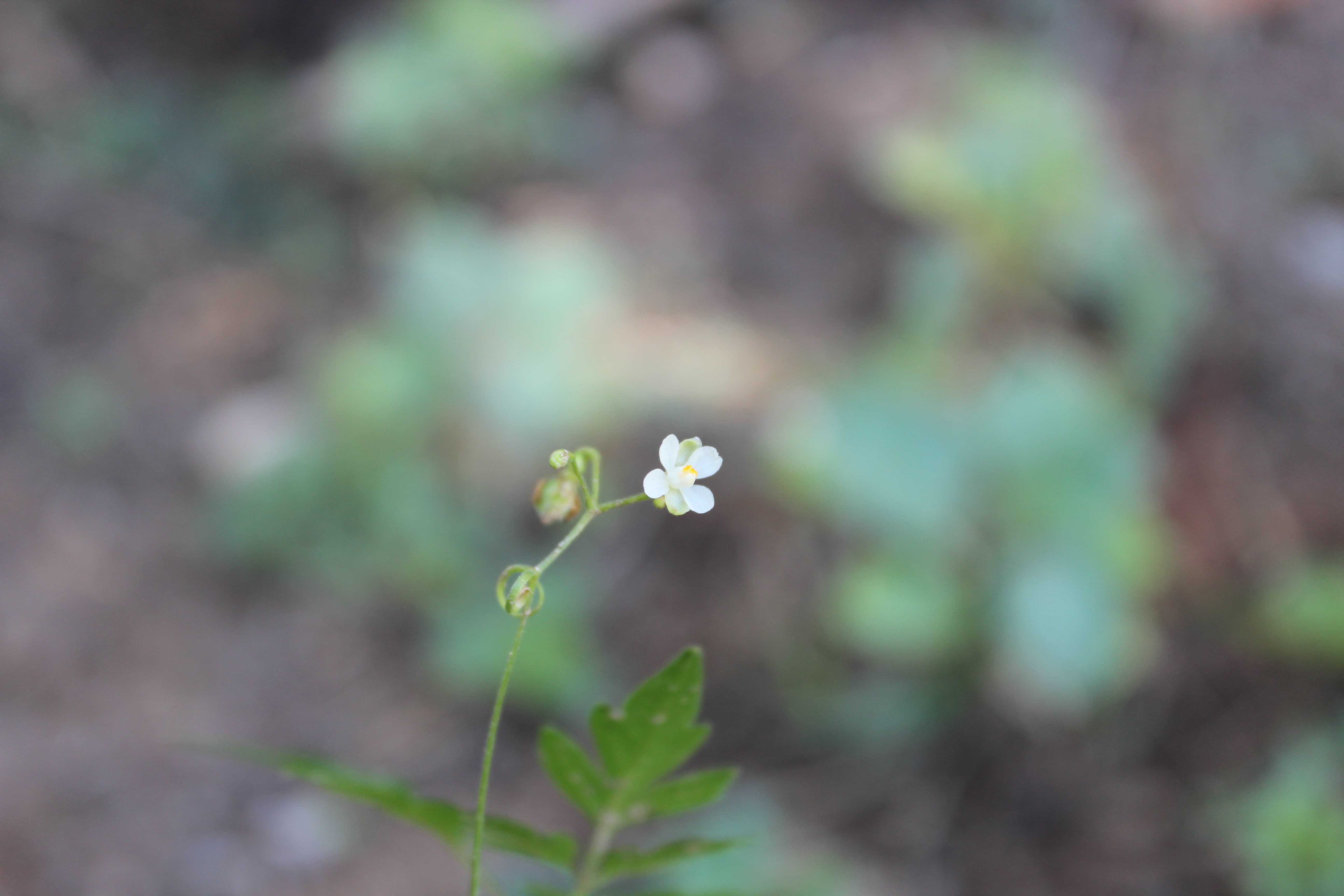 Plant Image